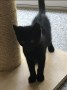 Frieda (1)